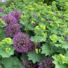 Image result for Alchemilla kiwuensis