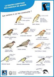 Les Astuces Pour Bien Reconnaitre Les Oiseaux C Gonm Illustrations Manon Jean Oiseaux Des Jardins Oiseaux Vie Animale