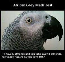 Pin By Jan Kadletz On Bird Funny Parrots Talking Parrots African Grey Parrot