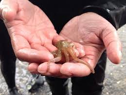 Maybe you would like to learn more about one of these? Juvenile Octopus Bites Diver Divers Alert Network