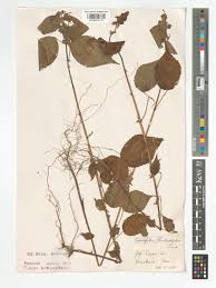 Image result for Triumfetta annua