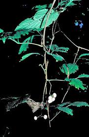 Image result for Vitaceae