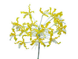 Image result for Polystachya undulata