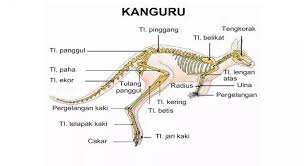 Kata atau frasa yang berdiri sesudah predikat pada kalimat statif dinamakan pelengkap. Klasifikasi Mamalia Pengertian Ciri Sistem Organnya Lengkap