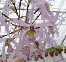 Image result for Embelia libeniana