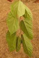 Image result for Morus indica