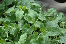 Catnip (Nepeta cataria) in Augusta Manchester Lewiston Waterville Maine ME  at Longfellow's Greenhouses