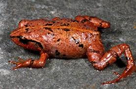New Species Of Eleutherodactylus Frog Amazing Frog Chameleon Lizard