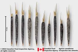 Image result for Tagetes minuta