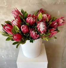 Image result for Protea micans