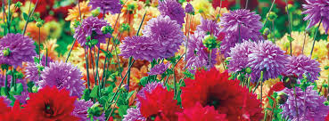 They are usually narrow and pointed, sometimes the tops are deeply cut. How To Plant Grow Care For Dahlias Dahlia Bulbs Breck S