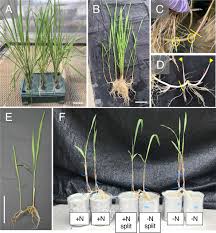 Image result for Oryza longistaminata