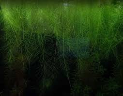 The roots are also key to providing. Dwarf Water Lettuce Care Guide Planting Growing And Propagation Shrimp And Snail Breeder