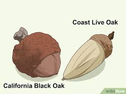 Coast live oak is the heart of our woodlands. How To Identify Oaks By The Acorns 13 Steps With Pictures