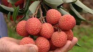Lychee tree growing instruction & requirement lychee tree info: Growing Lychee Trees Fact Sheets Gardening Australia Gardening Australia