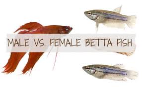 female betta fish guide earthsfriends com