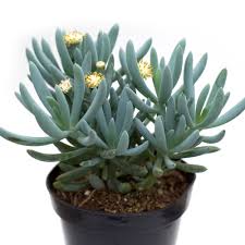 Image result for Senecio greenwayi