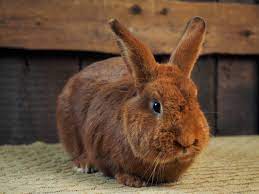 The new zealand is a breed of rabbit, which despite the name, is american in origin. How To Care For New Zealand Rabbits Simplyrabbits Rabbit Care