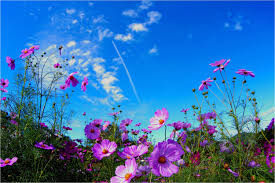 Nature Summer Field Wild Flowers Wallpaper Flower Free Download Cosmos Plant Flower Wallpaper Flower Field