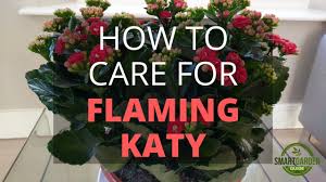 This is a natural reaction. How To Care For Flaming Katy Kalanchoe Blossfeldiana Smart Garden Guide