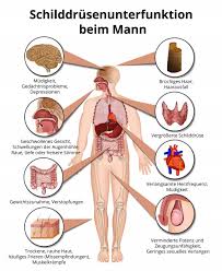 Welche Symptome Hat Die Schilddrusenunterfunktion Beim Mann
