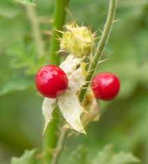 Image result for Solanum sisymbriifolium