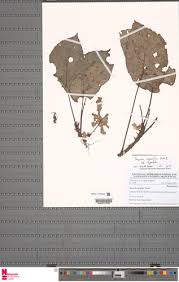 Image result for Begonia clypeifolia