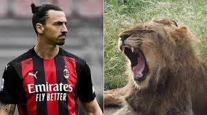 The lion is born a lion. Ibrahimovic Killed A Lion And Exposes It At Home The Accusations Against The Player Ruetir