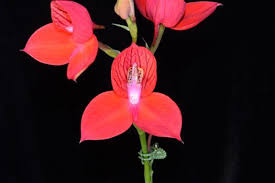 Image result for Disa fragrans