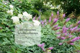Die Besten Pflanzen Fur Ein Schattenbeet Und Wie Sie Kombiniert Werden Konnen Schattenbeet Pflanzen Schattenpflanzen
