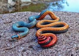 Ringsnake Snake Colorful Animals Beautiful Snakes