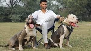 How much do xxl pitbulls weigh? Xxl American Pitbull Bully Dog Breeder Mr Deep Bhullar Youtube