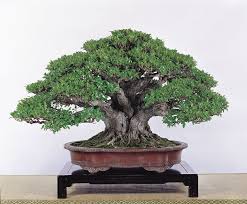 Ficus Bonsai Tree Bonsai Tree Indoor Bonsai Tree Bonsai Ficus