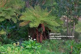 Image result for Cyathea capensis