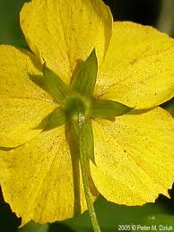 Image result for Lysimachia barbata