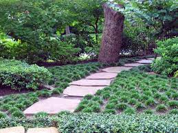 The Best Outdoor Plants For Shaded Areas Lawn Alternatives Grasses Landscaping Mediterranean Landscaping