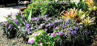 Maybe you would like to learn more about one of these? Dwarf Mexican Petunia