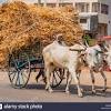 Camel milk is a vital food. 1