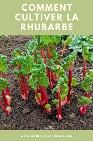 Comment Cultiver La Rhubarbe En 2020 Petits Jardins De Potagers Design De Jardin Potager Jardins Potagers Soulevees
