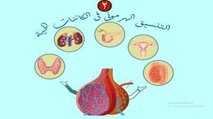 التنظيم الهرمونى فى الانسان خصائص الهرمونات : Ø§Ù„ØµÙ Ø§Ù„Ø«Ø§Ù„Ø« Ø§Ù„Ø«Ø§Ù†ÙˆÙ‰ Ø§Ù„Ø¨Ø§Ø¨ Ø§Ù„Ø§ÙˆÙ„ Ø§Ù„ÙØµÙ„ Ø§Ù„ØªØ§Ù†Ù‰ Ø§Ù„Ø¯Ø±Ø³ Ø§Ù„Ø§ÙˆÙ„ Ø§Ù„ØªÙ†Ø³ÙŠÙ‚ Ø§Ù„Ù‡Ø±Ù…ÙˆÙ†Ù‰ ÙÙ‰ Ø§Ù„ÙƒØ§Ø¦Ù†Ø§Øª Ø§Ù„Ø­ÙŠØ© Ø­Ù£ Youtube