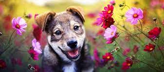 15 Colorful Flowers You Can Plant In A Dog Safe Garden Dog Safe Puppy Sitting Brown Puppies