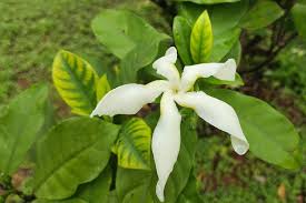 Image result for Tabernaemontana pachysiphon