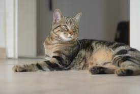A friend of mine wants a cat in the future and was wondering pros/cons for sphynx cats vs. European Shorthair Wikipedia