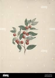 Image result for Tinnea aethiopica