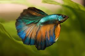 Pin On Betta