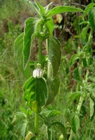 Image result for Justicia striata