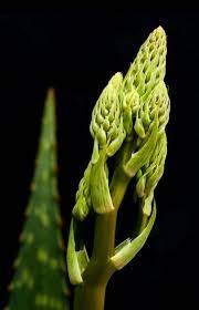 Aloe Vera Flower Bud Flower Bud Flowers Petals