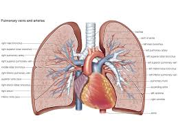 Check spelling or type a new query. Heart Structure Function Diagram Anatomy Facts Britannica