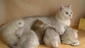 We did not find results for: British Shorthair Chinchilla Cat International Cat Show Winner Cat Fife 2014 Ukraine Funny Cats Youtube