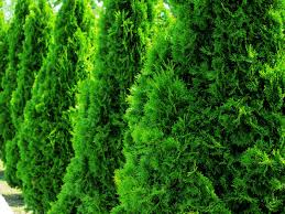 Ornamental plantings, trees planted for their visual interest, should allow enough space for the tree to stand on its own. Planting An Arborvitae When To Plant Arborvitae Trees And Arborvitae Growing Conditions